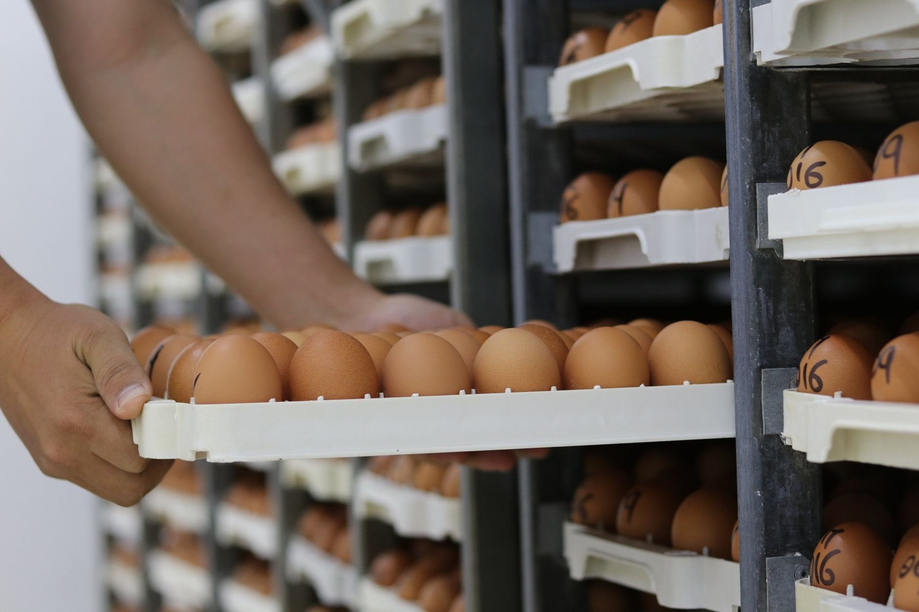 Hands organizing egg trays on warehouse shelves